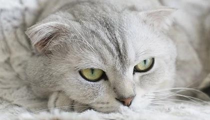 济南伴游人员专业背景要求